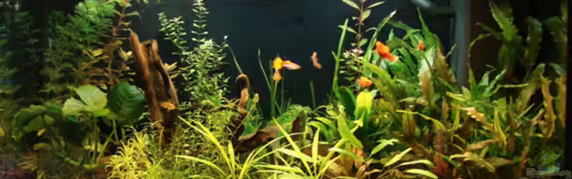 Becken 6044 von Claudia Knops