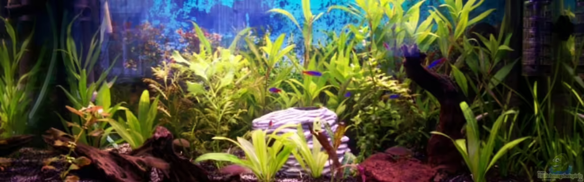 Becken 6057 von Marcel Franke