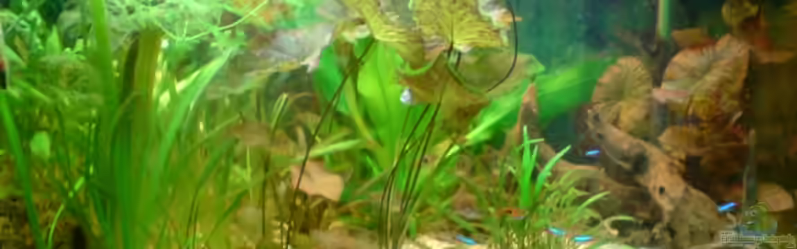 Becken 6061 von Tobias Bäckermann