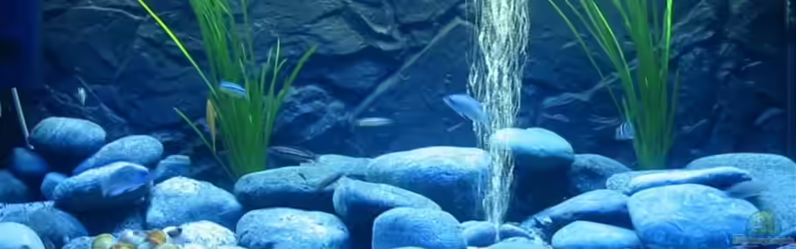 Becken 608 von carlito