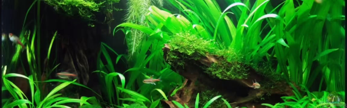 Becken 6118 von Steffen Salzmann