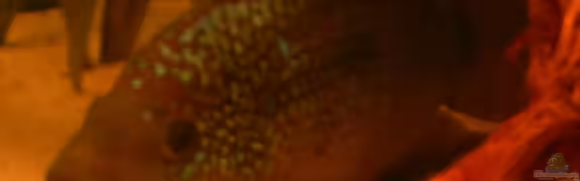 Becken 6124 von Marvin Severin