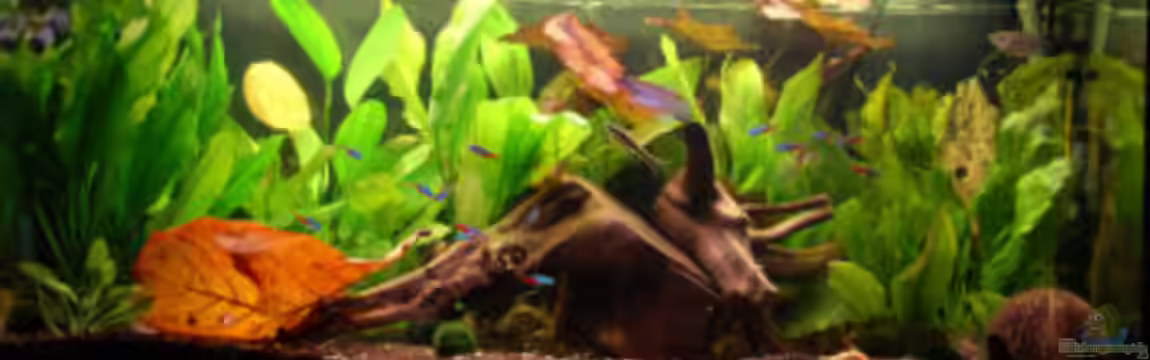 Becken 6132 von Andrea Gentzsch