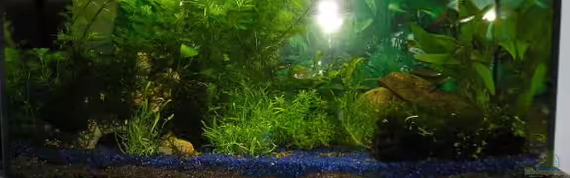 Becken 6139 von Sabrina Schenk