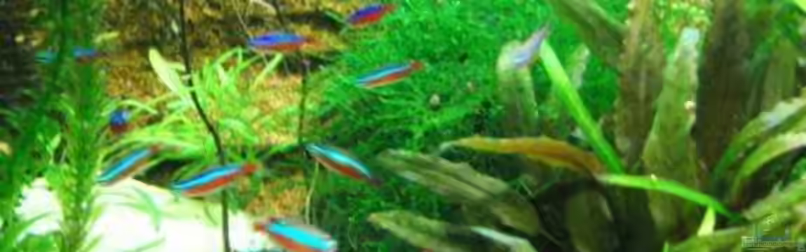 Becken 6146 von Reimund Wessel