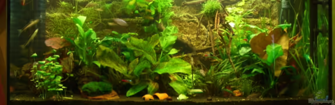 Becken 6148 von Martin Jung