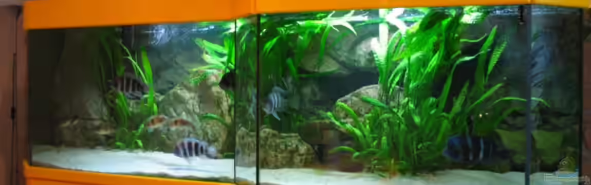 Becken 6178 von Michaela Krause