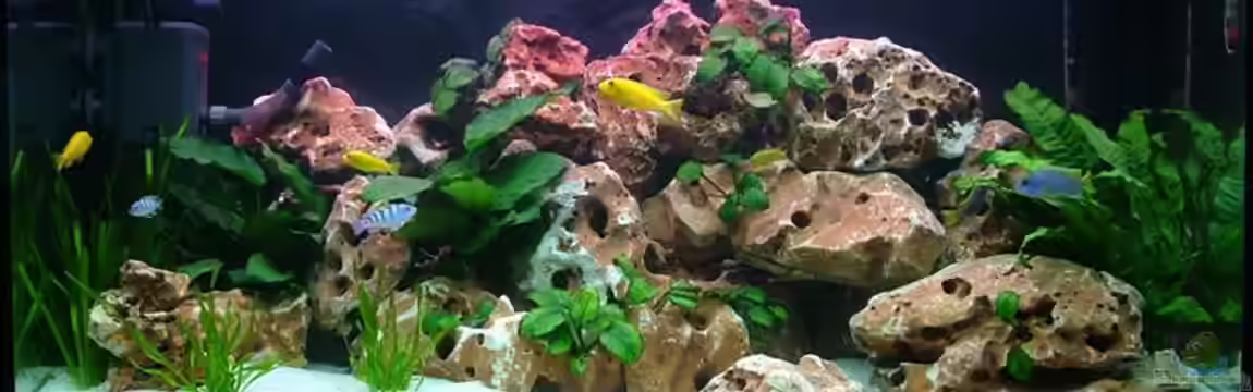 Becken 618 von Martin Priemetshofer