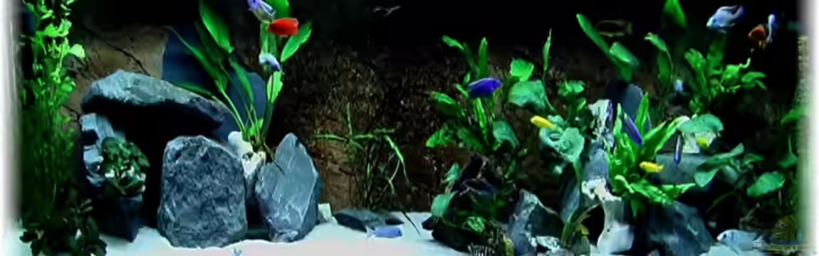 Becken 6185 von justin