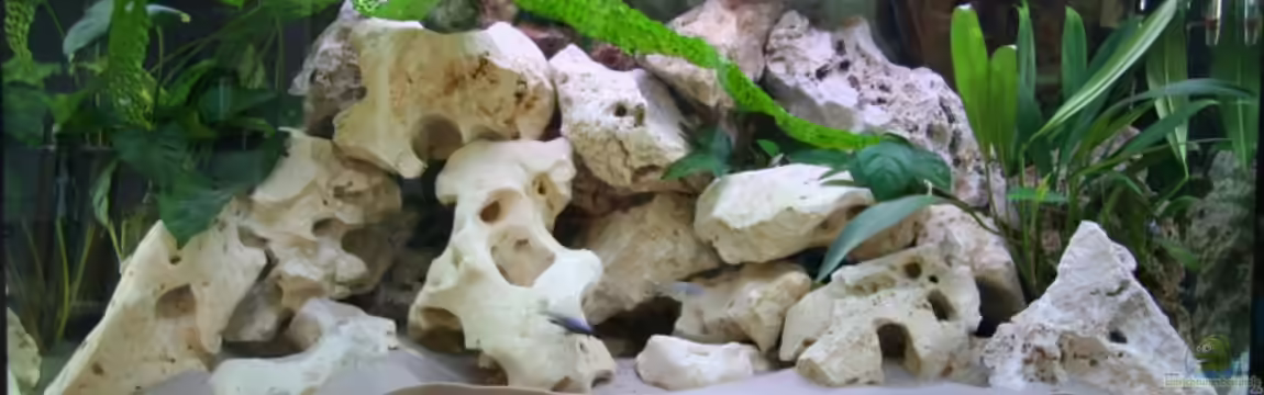 Becken 6186 von Jasmin Engelen