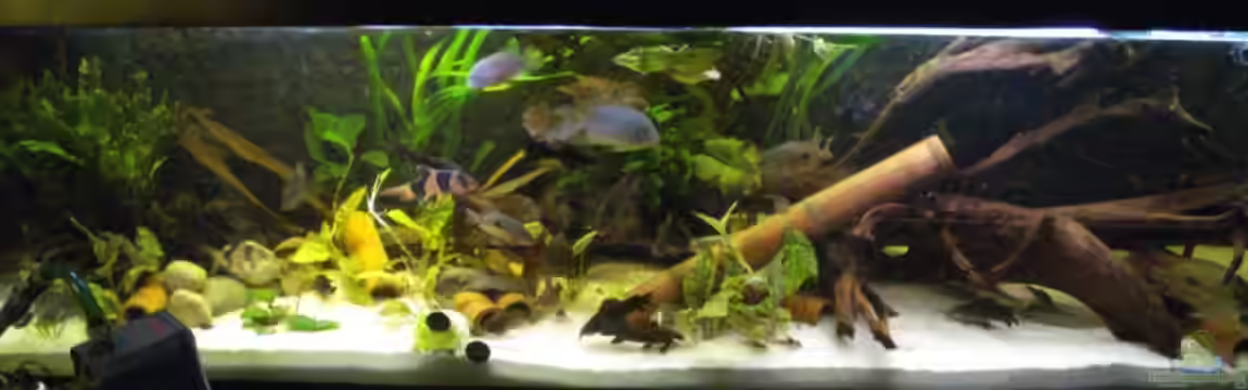 Becken 6203 von Alexander Beutner