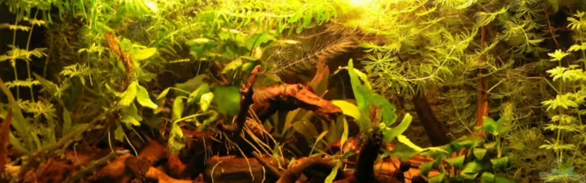 Becken 6208 von René Leubecher