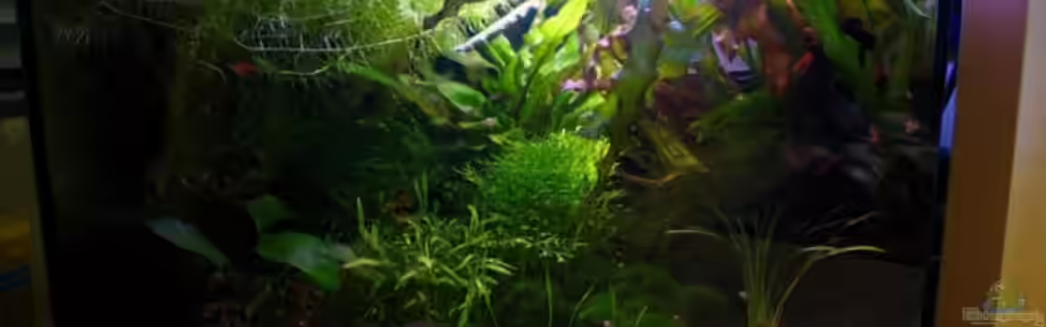 Becken 6213 von nelchen