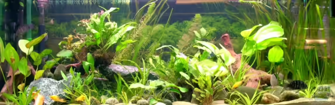 Becken 6221 von Michael Paulisch