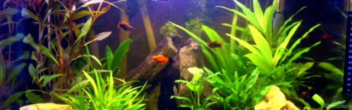 Becken 6233 von Cathrin Krause