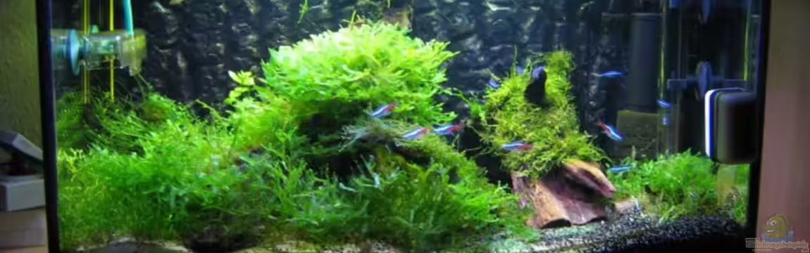 Becken 6270 von Robert Lehmberg