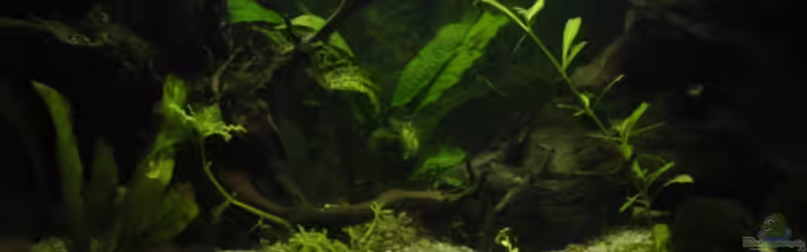 Becken 6281 von Philipp Schmitt