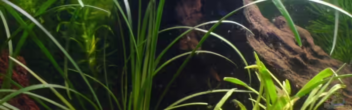 Becken 6303 von Sebastian Lahrius