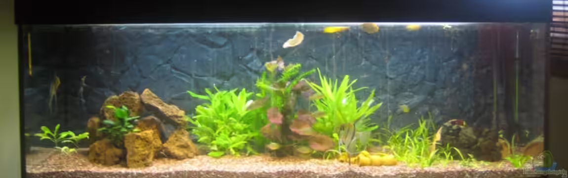 Becken 6312 von Andreas Kurz