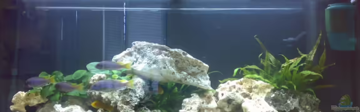 Becken 6317 von Katja Sprung