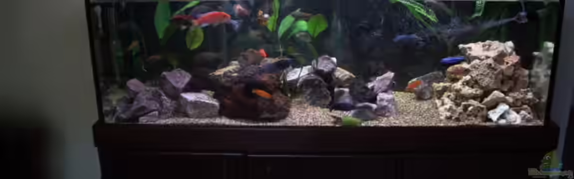 Becken 6323 von Alex Schmucker