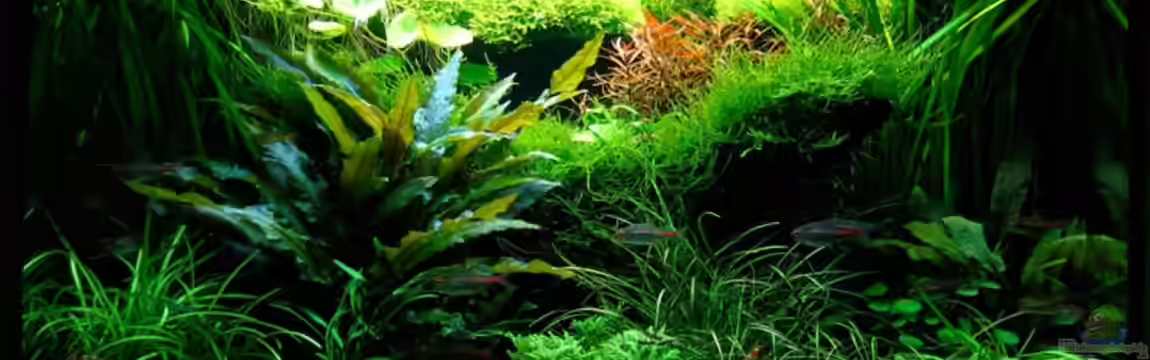 Becken 6328 von Simon John