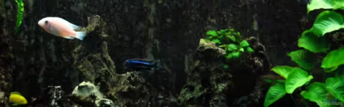 Becken 633 von Harald Gröner