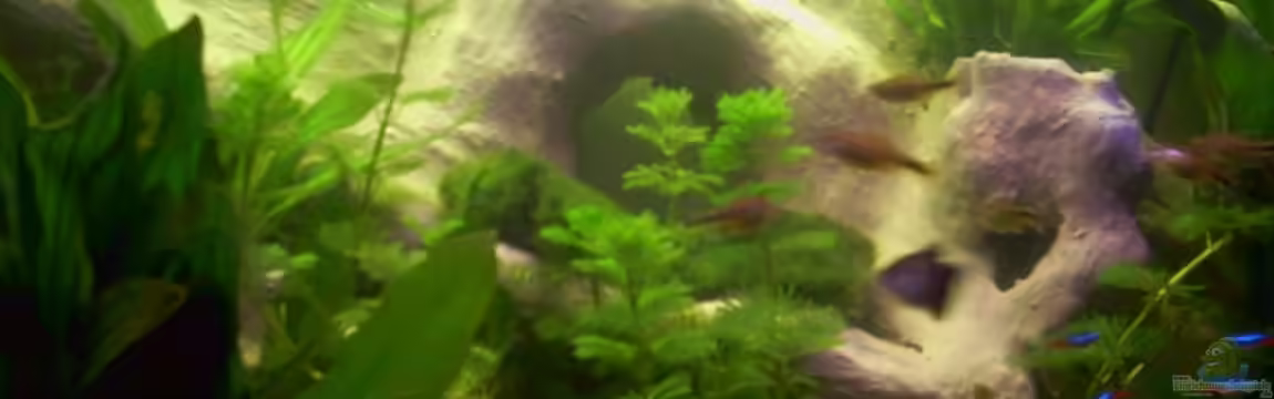 Becken 6332 von Hans Grutschnig