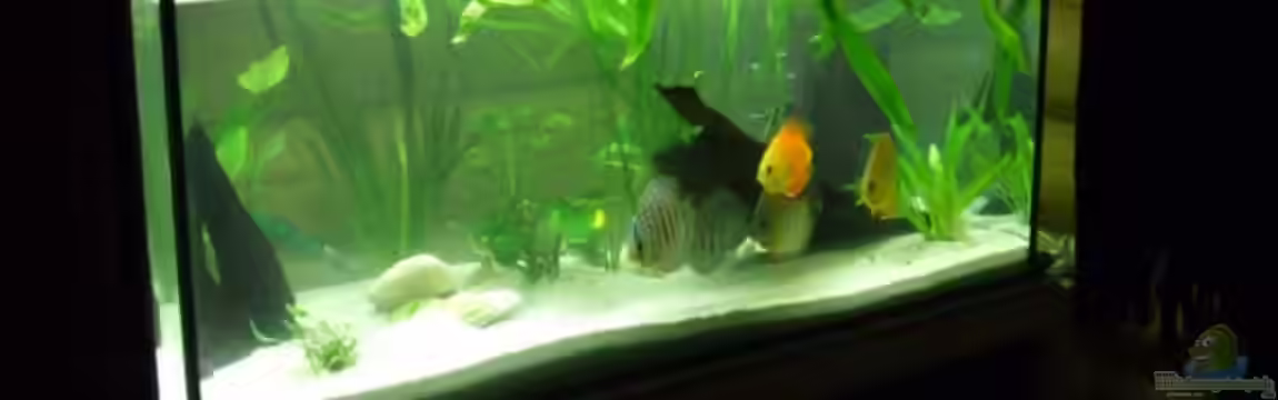 Becken 6344 von Yannick Schneider