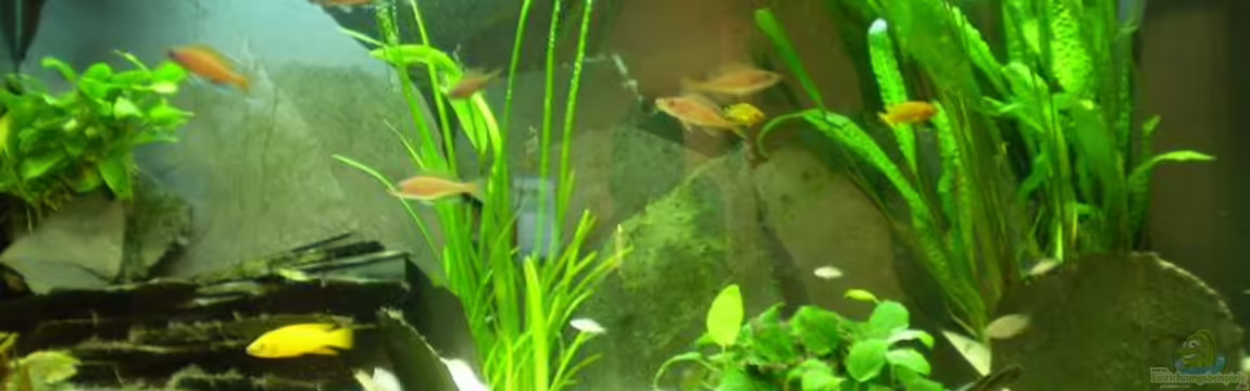 Becken 6351 von Daniel Baier