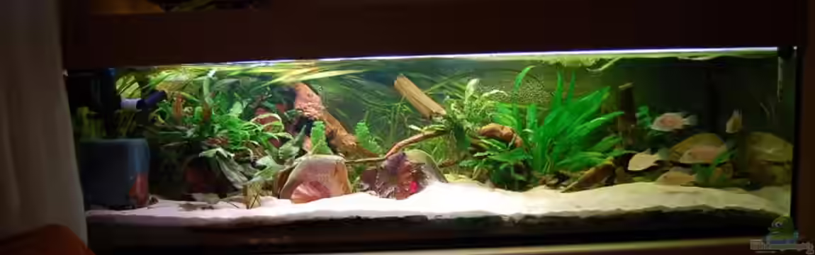 Becken 636 von Felix Derschang