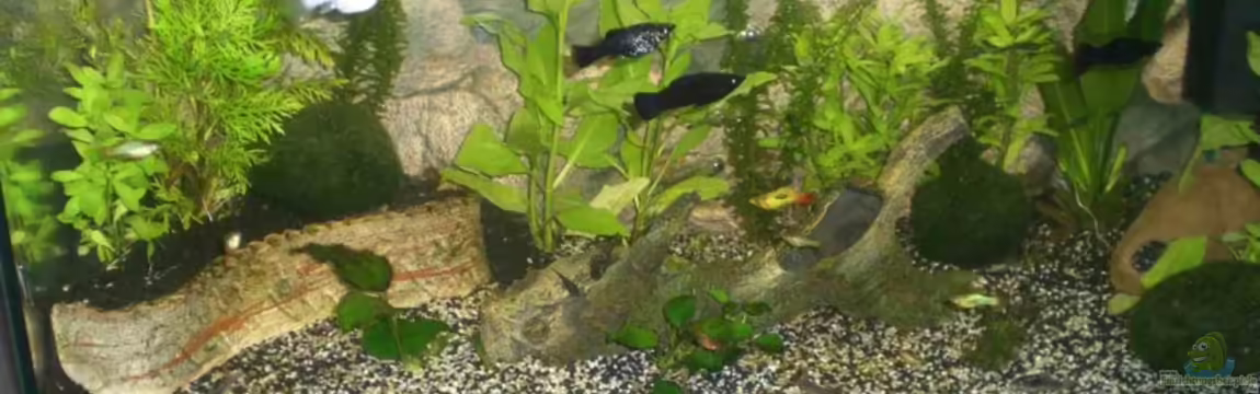 Becken 6361 von Daniel Kock