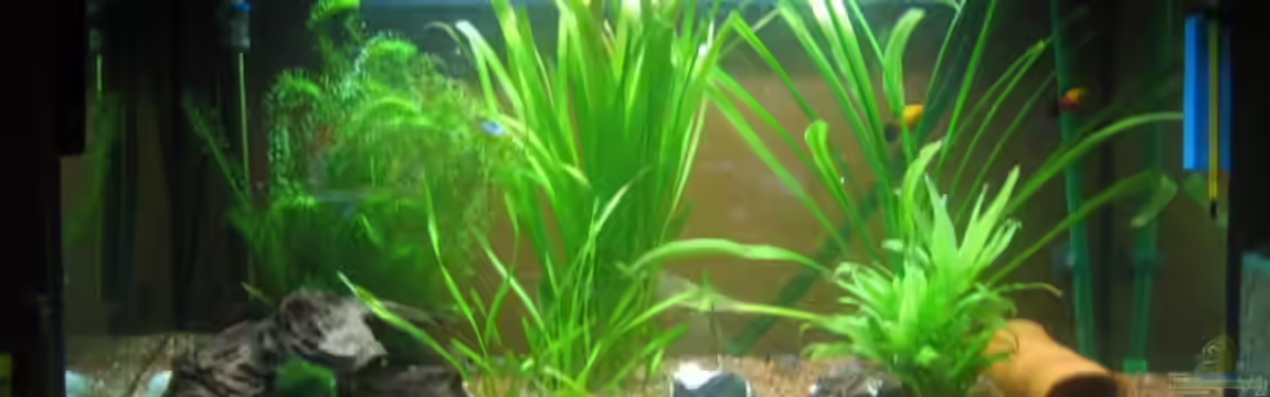 Becken 6377 von Frank Förster