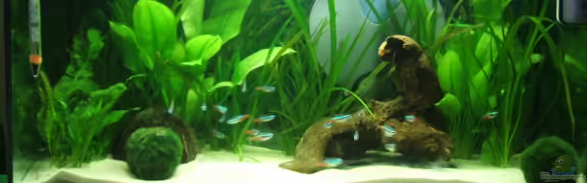 Becken 6398 von AeROXX