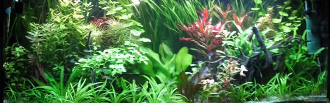 Becken 6415 von Thomas Schadock