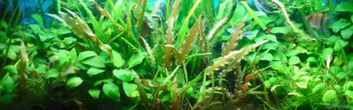 Becken 6429 von Fischers Fritz