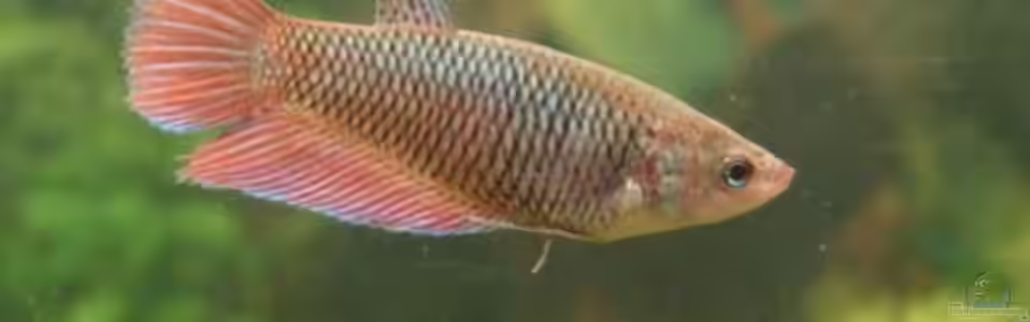 Becken 6434 von Julia Weber