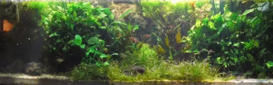 Becken 6437 von **Die Julia**