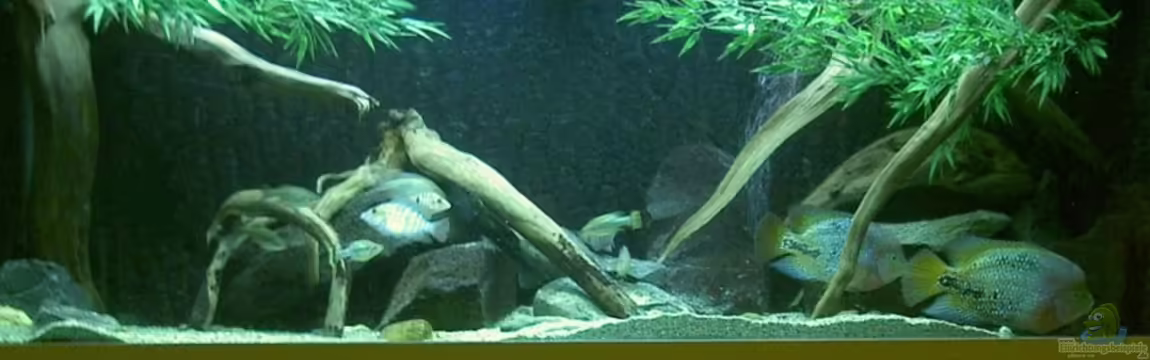 Becken 6456 von Bert Teseling