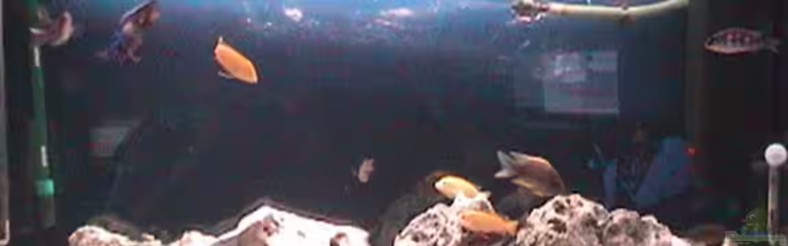 Becken 646 von Kevin Münch