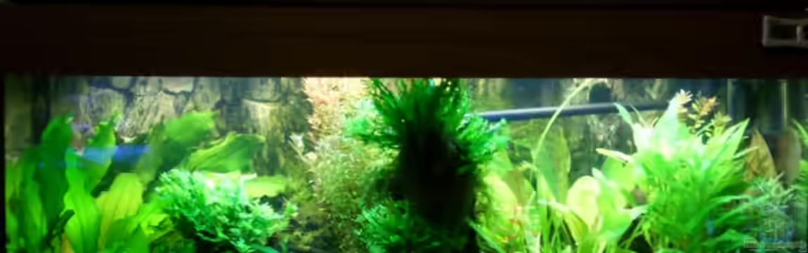 Becken 6460 von Titan