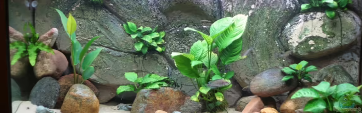 Becken 6475 von Bastian Otto