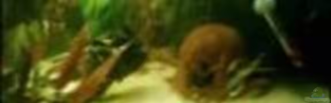 Becken 6477 von Christina Müller