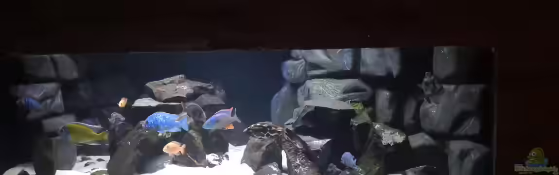 Becken 649 von robbe