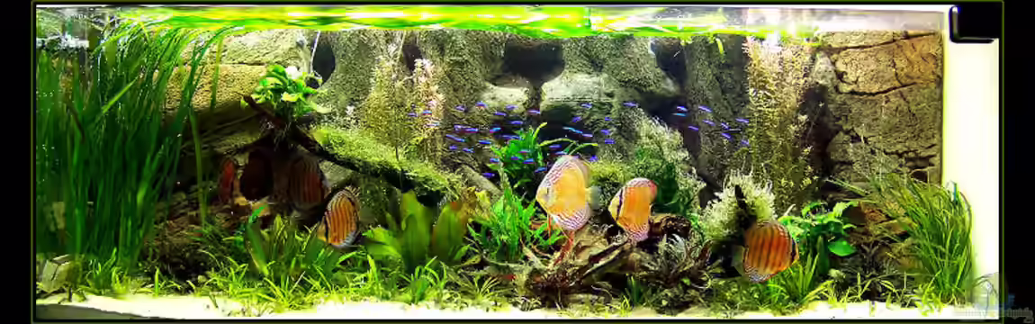 Becken 650 von Sandro Di Giandomenico