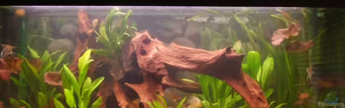 Becken 6512 von Andreas Müller