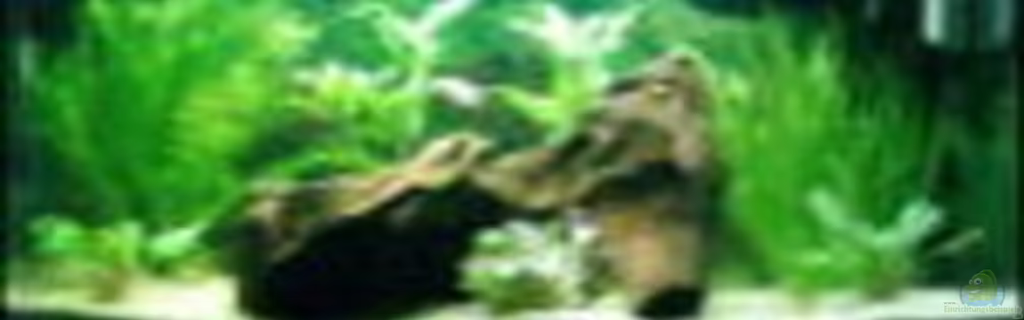 Becken 6522 von Christina Müller