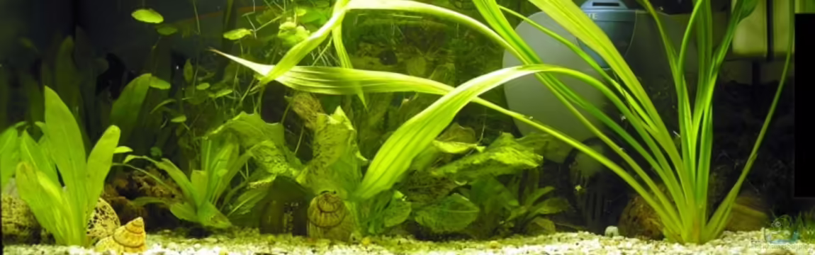 Becken 6528 von Lena Sebastian