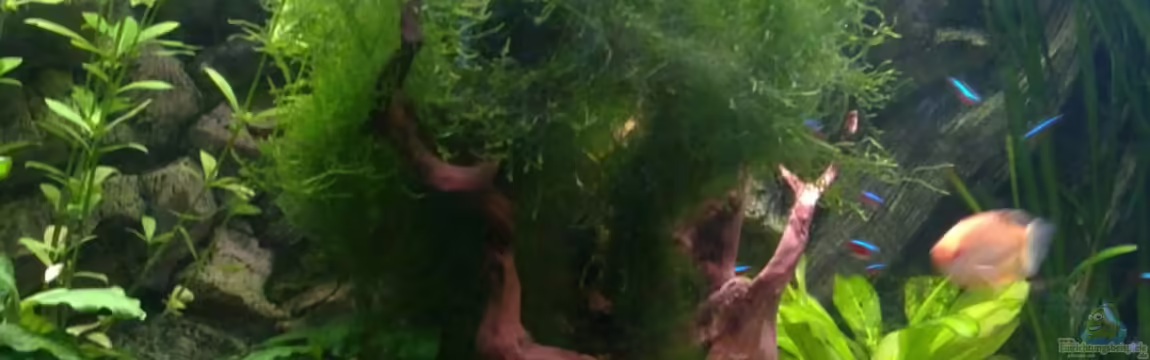 Becken 6536 von Marco Weis