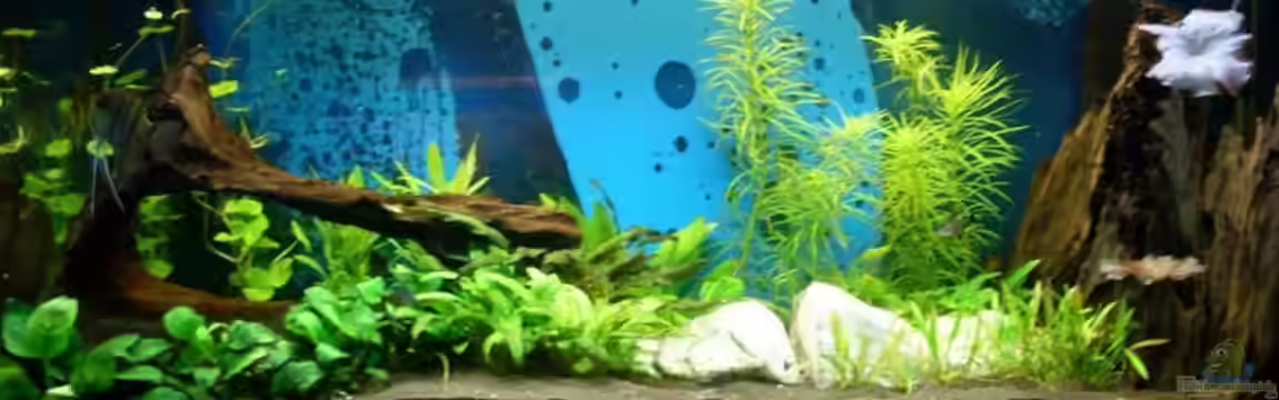 Becken 6541 von Sascha Nagy